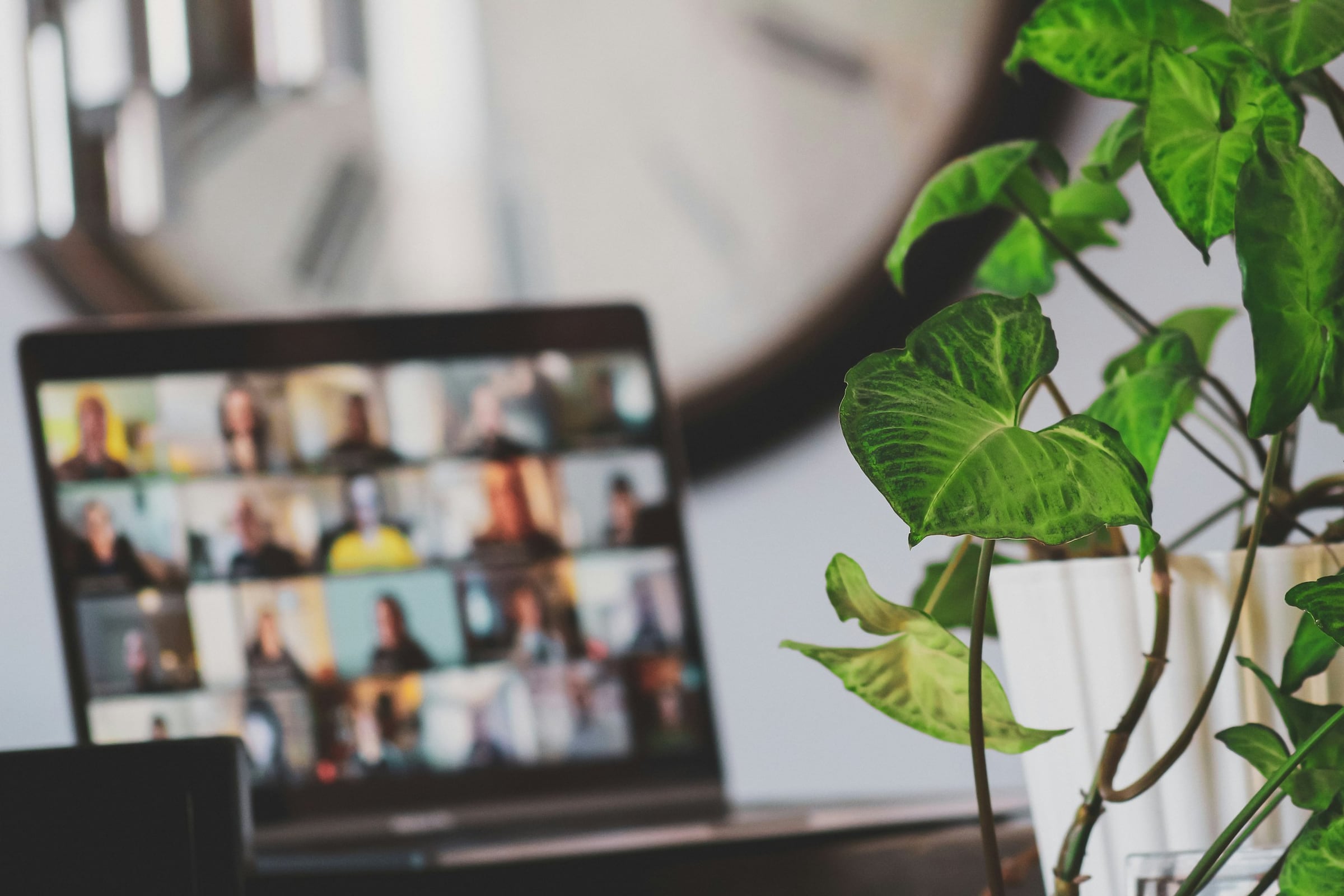 Laptop showing a video call beside a houseplant